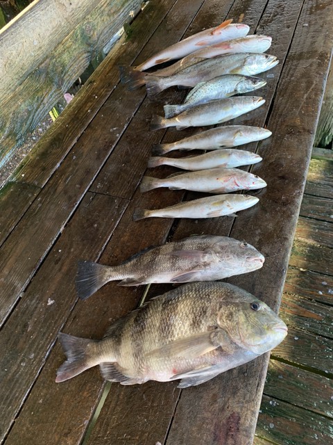 Freshly caught fish laid out on a weathered wooden dock. Includes spotted trout, whiting, and black drum.