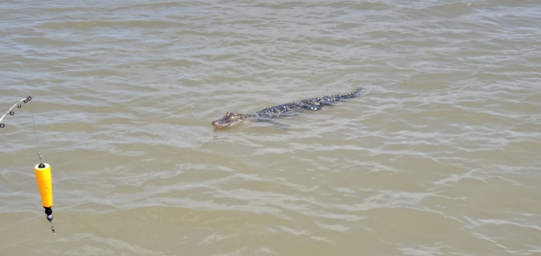 Alligator swimming in murky water near a fishing bobber.