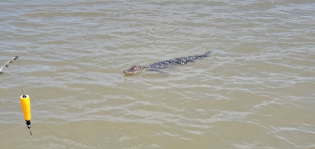 Alligator swimming in murky water near a fishing bobber.